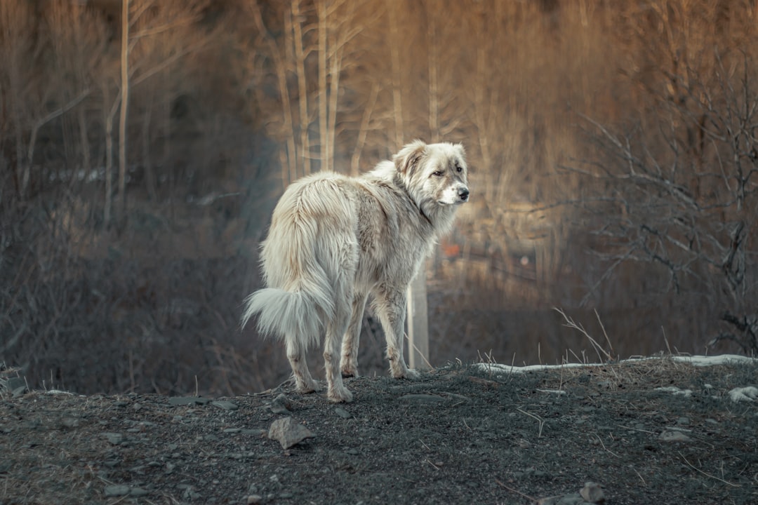 Photo vaccine, dog